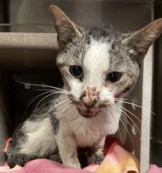 Shelter Stray Male Cat last seen Near Blacket Court, RALEIGH, NC, 27604, Raleigh, NC 27610