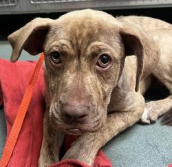 Shelter Stray Female Dog last seen Near New Bern Avenue, RALEIGH, NC, 27610, Raleigh, NC 27610