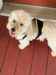 Reunited Male Dog last seen Blacks Bluff and Hwy 1, Rome, GA 30161
