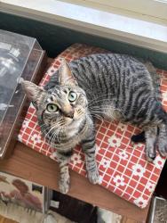 Lost Female Cat last seen Near s rainbow dr, Memphis, TN 38107