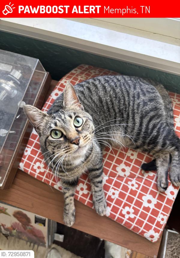 Lost Female Cat last seen Near s rainbow dr, Memphis, TN 38107