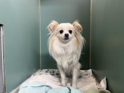 Shelter Stray Male Dog last seen Irving Square Park, BROOKLYN, NY, 11207, New York, NY 10029