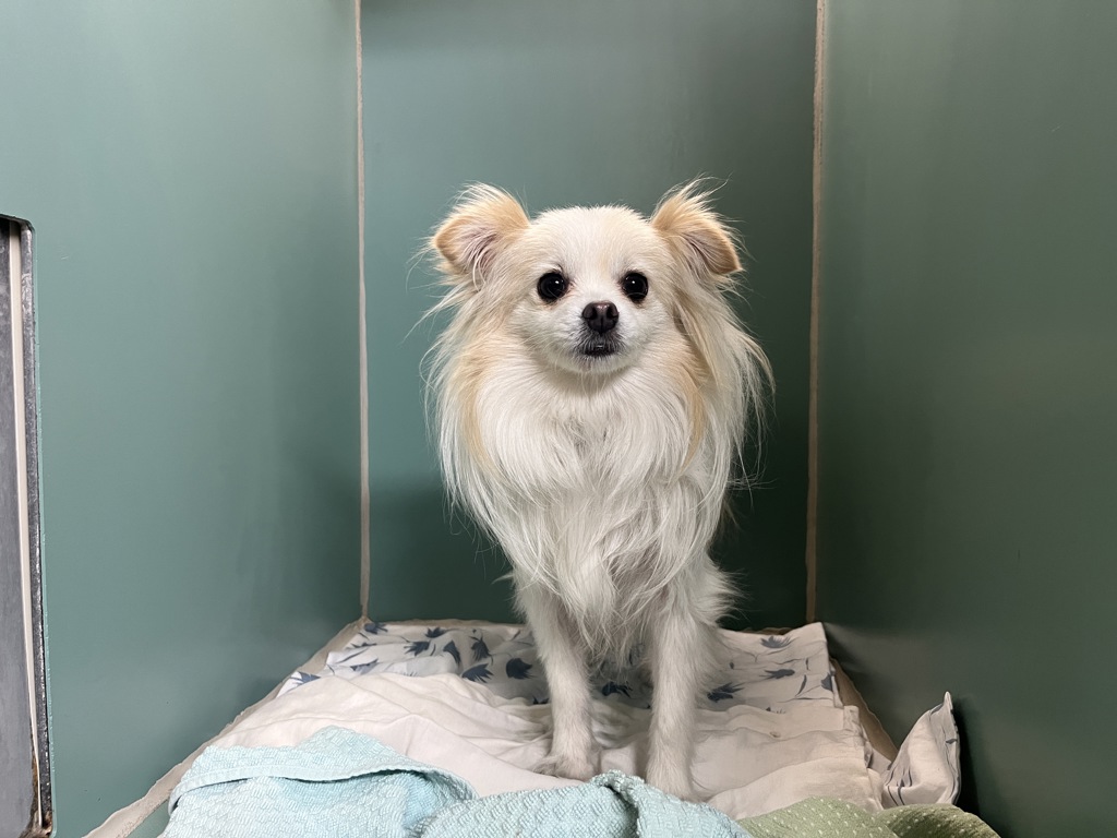 Shelter Stray Male Dog last seen Irving Square Park, BROOKLYN, NY, 11207, New York, NY 10029