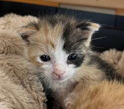 Shelter Stray Female Cat last seen E 32nd Street, National City, CA, 91950, San Diego, CA 92110