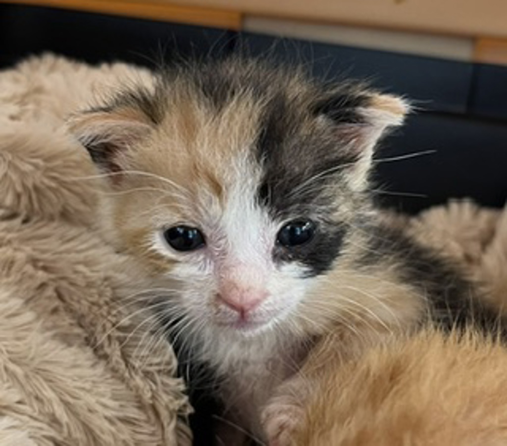 Shelter Stray Female Cat last seen E 32nd Street, National City, CA, 91950, San Diego, CA 92110