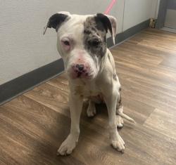 Shelter Stray Female Dog last seen Near Lemarand Avenue, San Diego, CA, 92115, San Diego, CA 92110