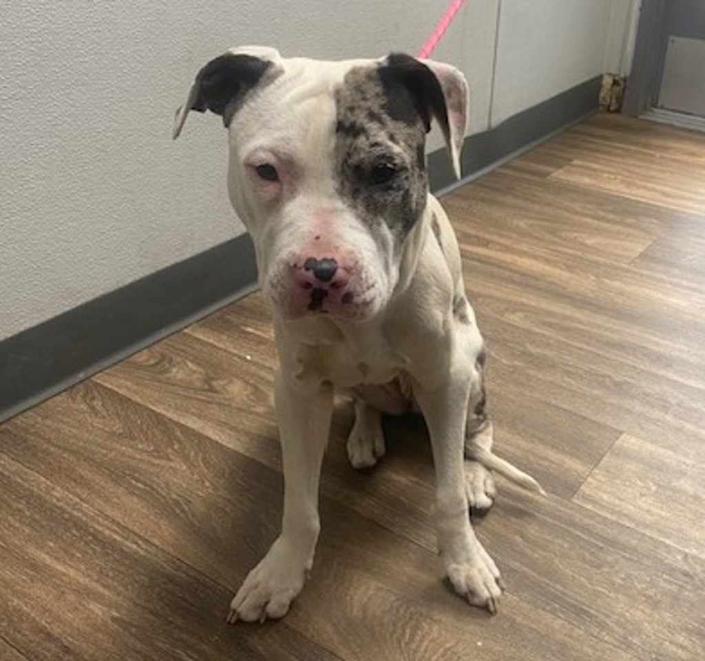 Shelter Stray Female Dog last seen Near Lemarand Avenue, San Diego, CA, 92115, San Diego, CA 92110