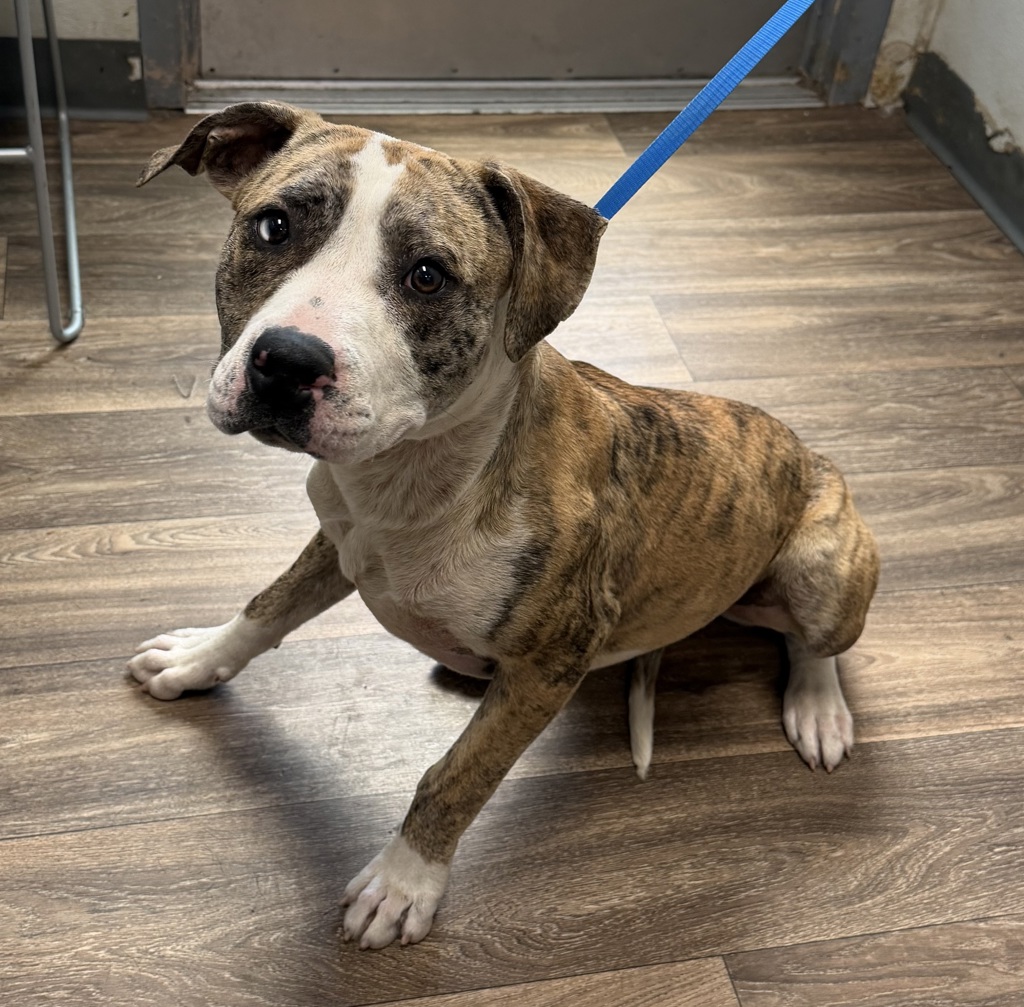 Shelter Stray Female Dog last seen Near Lemarand Avenue, San Diego, CA, 92115, San Diego, CA 92110