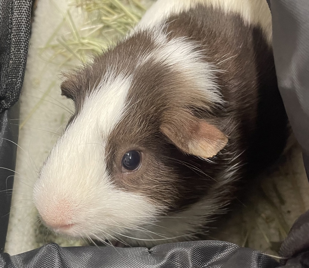 Shelter Stray Male Other last seen Near Trojan Avenue, San Diego, CA, 92115, El Cajon, CA 92020