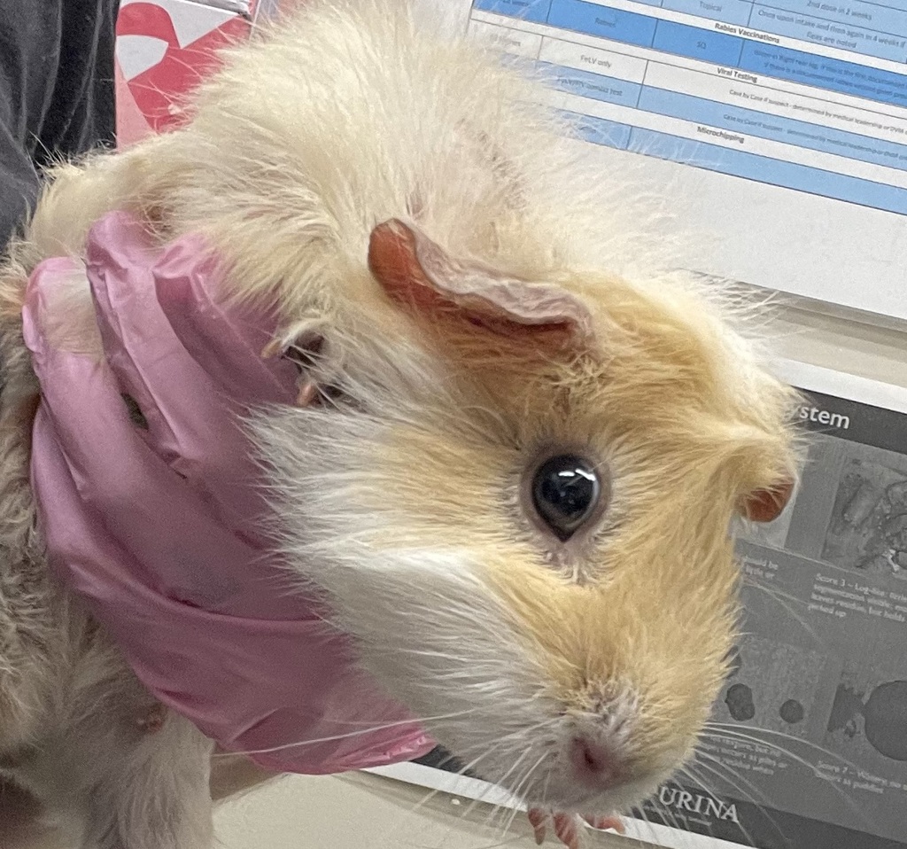 Shelter Stray Female Other last seen Near Trojan Avenue, San Diego, CA, 92115, El Cajon, CA 92020