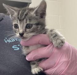 Shelter Stray Female Cat last seen Apt 15,255 S 2nd Street, El Cajon, CA, 92019, El Cajon, CA 92020