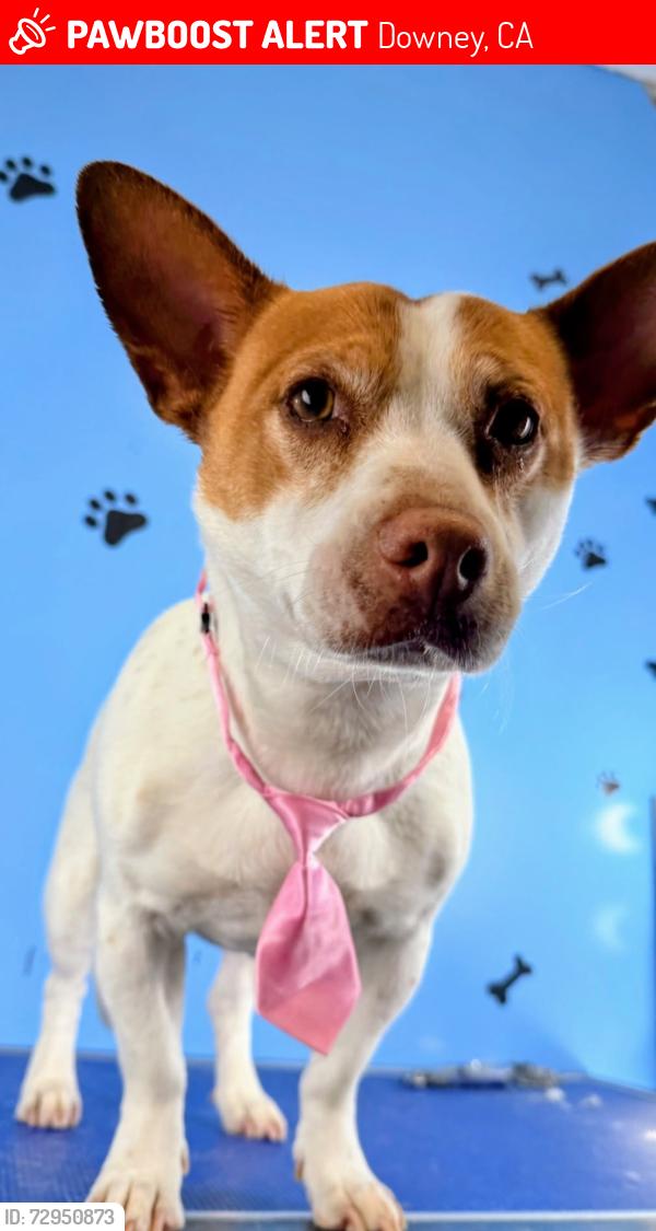 Lost Female Dog last seen Telegraph and hasty , Downey, CA 90240