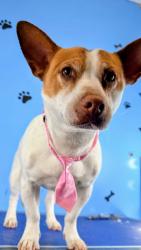 Lost Female Dog last seen Telegraph and hasty , Downey, CA 90240