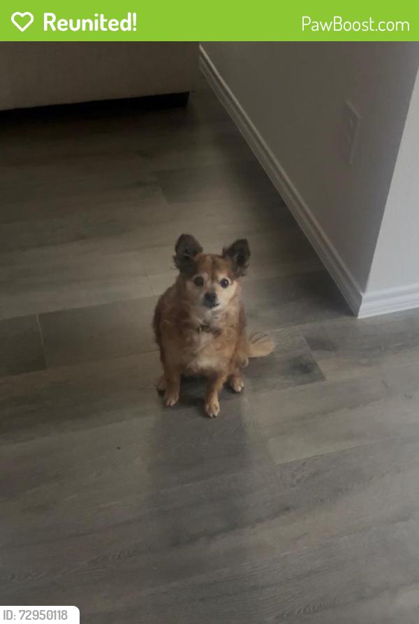 Reunited Female Dog last seen Waverly ests Neighborhood , Nevada, TX 75173