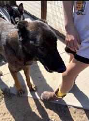 Reunited Male Dog last seen 88th Street , Vancouver, WA 98661