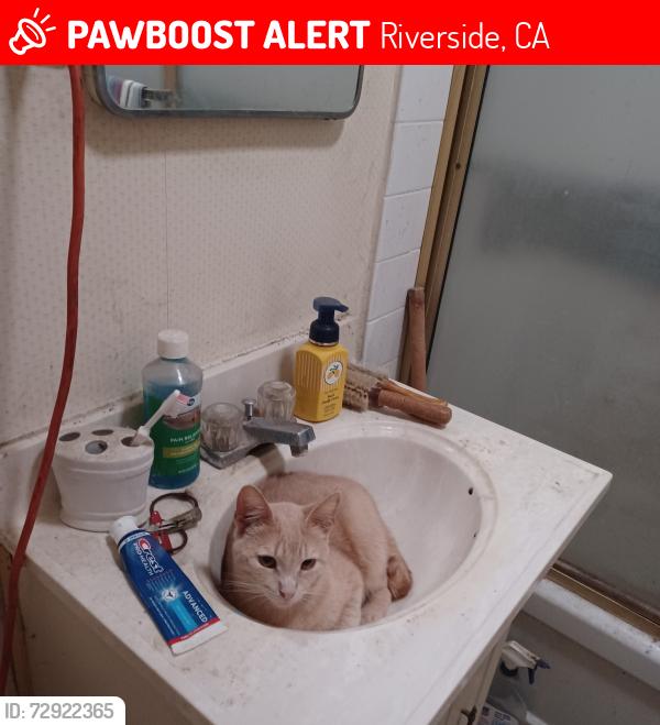 Lost Male Cat last seen Kellie St and Duncan, Riverside, CA 92503