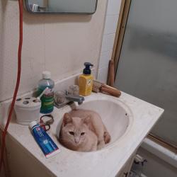 Lost Male Cat last seen Kellie St and Duncan, Riverside, CA 92503