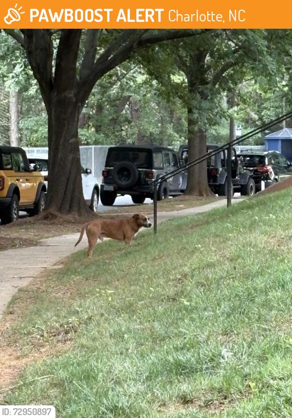 Found/Stray Male Dog last seen Near Green Oaks Lane, Charlotte, NC 28205
