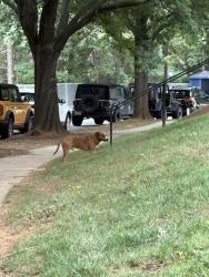 Found/Stray Male Dog last seen Near Green Oaks Lane, Charlotte, NC 28205