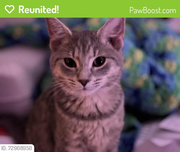 Reunited Female Cat last seen Farrs Bridge Rd, Greenville County, SC 29617