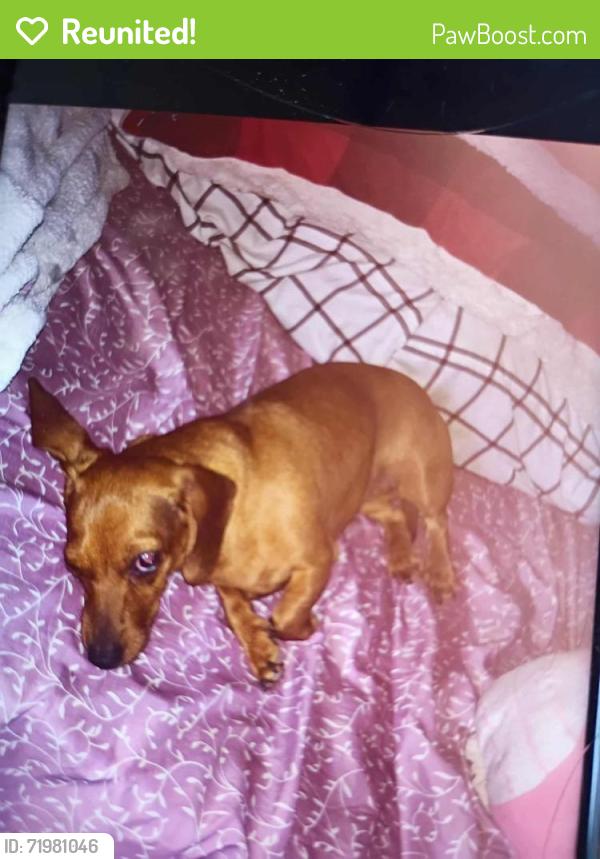 Reunited Female Dog last seen Meadow lake rd , Meadow Lake, NM 87031