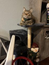 Reunited Female Cat last seen There’s Starbucks and chick fil a nearby also Walter Doris Rickey park near blue oaks and Roseville parkway  , Roseville, CA 95747