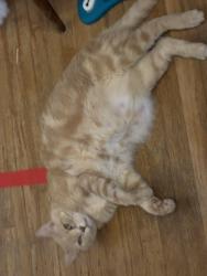 Lost Male Cat last seen Perring park rd and old harford rd, Parkville, MD 21234