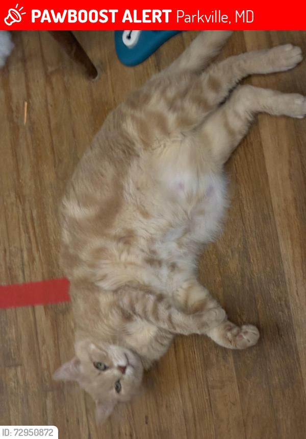 Lost Male Cat last seen Perring park rd and old harford rd, Parkville, MD 21234