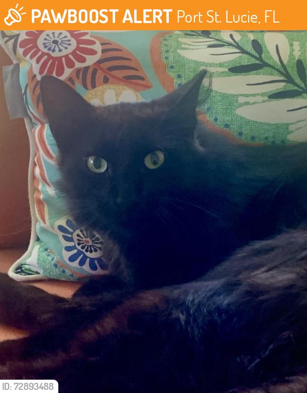 Found/Stray Unknown Cat last seen Lake Lucie Estates, Port St. Lucie, FL 34952