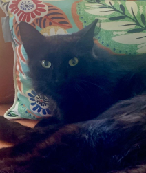 Found/Stray Unknown Cat last seen Lake Lucie Estates, Port St. Lucie, FL 34952