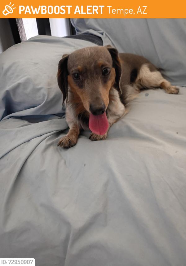 Found/Stray Male Dog last seen Priest and Huntington , Tempe, AZ 85282