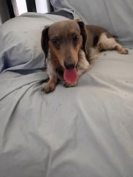 Found/Stray Male Dog last seen Priest and Huntington , Tempe, AZ 85282