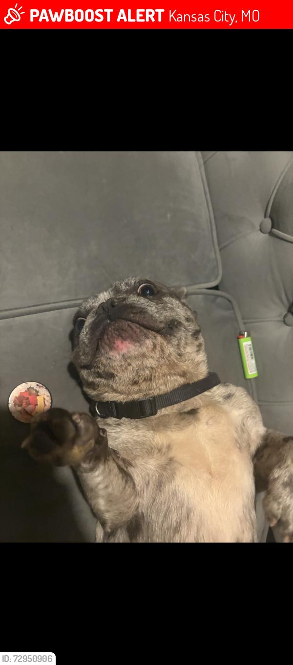Lost Male Dog last seen Indiana ave and 93rd st, Kansas City, MO 64132