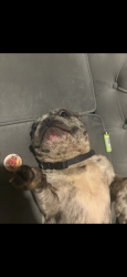 Lost Male Dog last seen Indiana ave and 93rd st, Kansas City, MO 64132