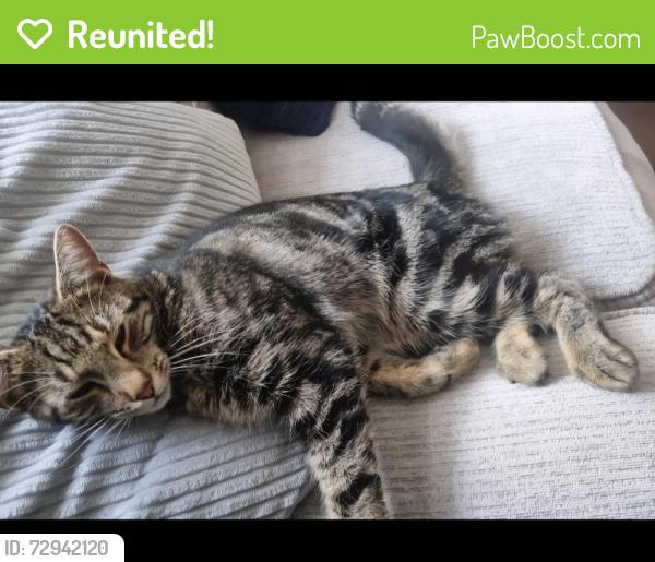 Reunited Male Cat last seen Brunel road, Luton, England LU4 0RX