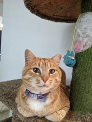 Lost Male Cat last seen 45th Geneva/ century , Oakdale, MN 55128