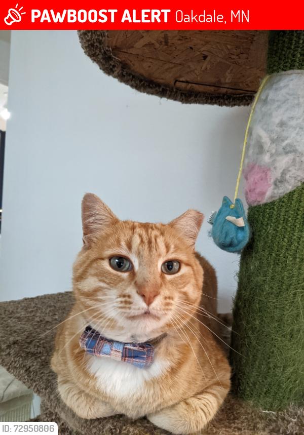 Lost Male Cat last seen 45th Geneva/ century , Oakdale, MN 55128