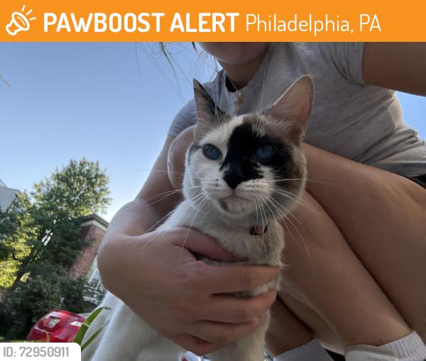 Found/Stray Unknown Cat last seen 48th and florence, Philadelphia, PA 19143