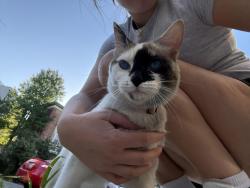 Found/Stray Unknown Cat last seen 48th and florence, Philadelphia, PA 19143