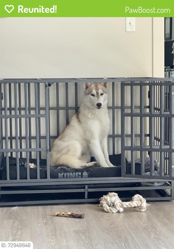 Reunited Male Dog last seen Near Parkside Dr, Knoxville, TN 37934, USA, Knoxville, TN 37934