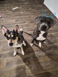 Reunited Female Dog last seen Avenida neighborhood, Converse, TX 78109