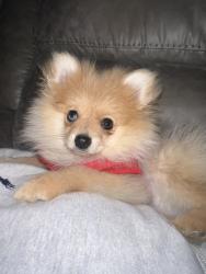 Lost Male Dog last seen holmes and crumpler, Whispering Meadows, TN 38141
