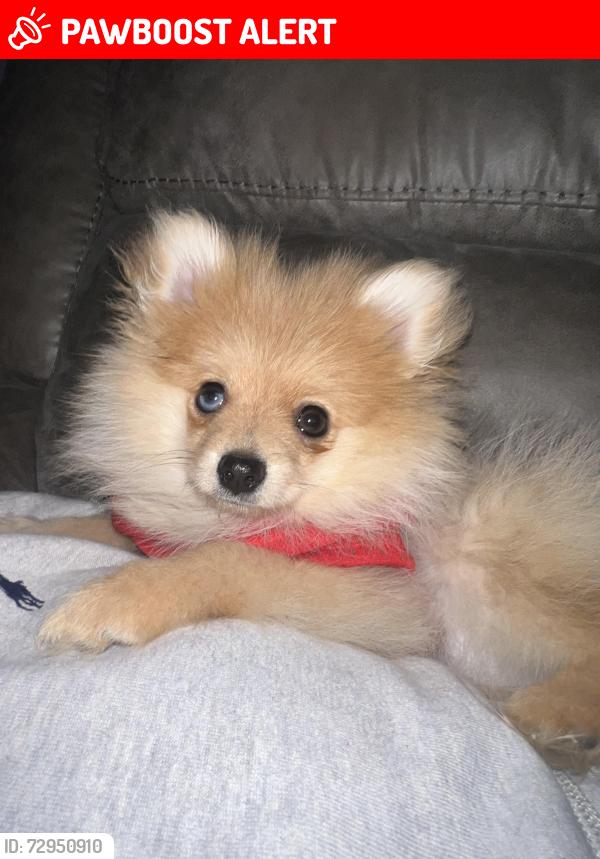 Lost Male Dog last seen holmes and crumpler, Whispering Meadows, TN 38141