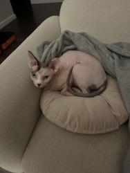 Reunited Female Cat last seen Via Linda and 90th, Scottsdale, AZ 85258