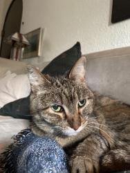 Found/Stray Unknown Cat last seen Harriet & 34th (near Lyndale Elementary School), Minneapolis, MN 55408
