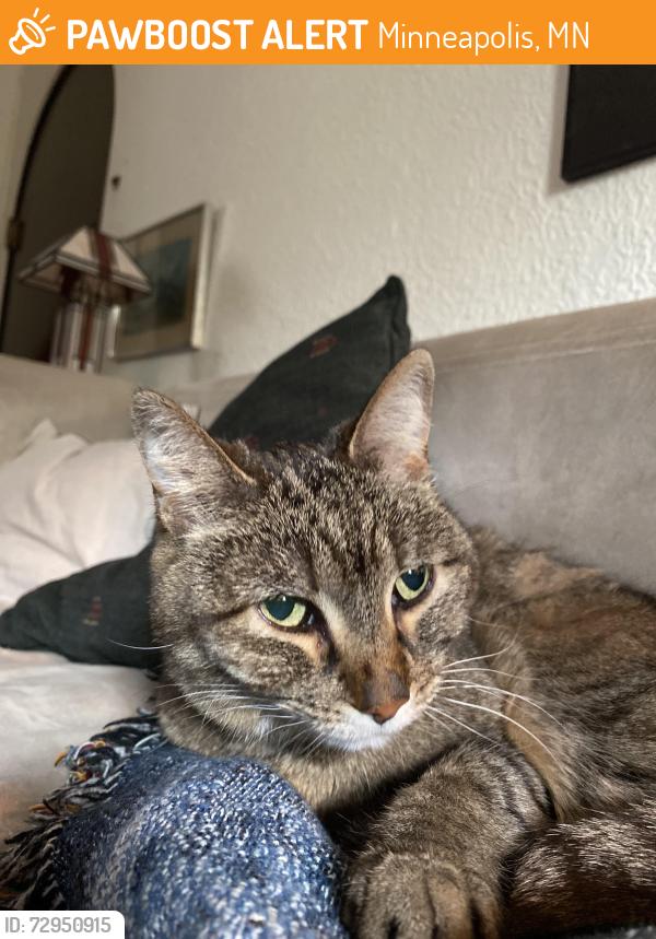Found/Stray Unknown Cat last seen Harriet & 34th (near Lyndale Elementary School), Minneapolis, MN 55408