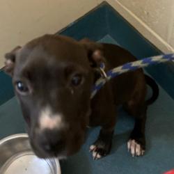 Shelter Stray Female Dog last seen , Memphis, TN 38133