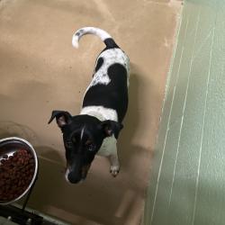 Shelter Stray Male Dog last seen , Portland, TX 78374