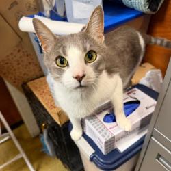 Shelter Stray Male Cat last seen , Philadelphia, PA 19140
