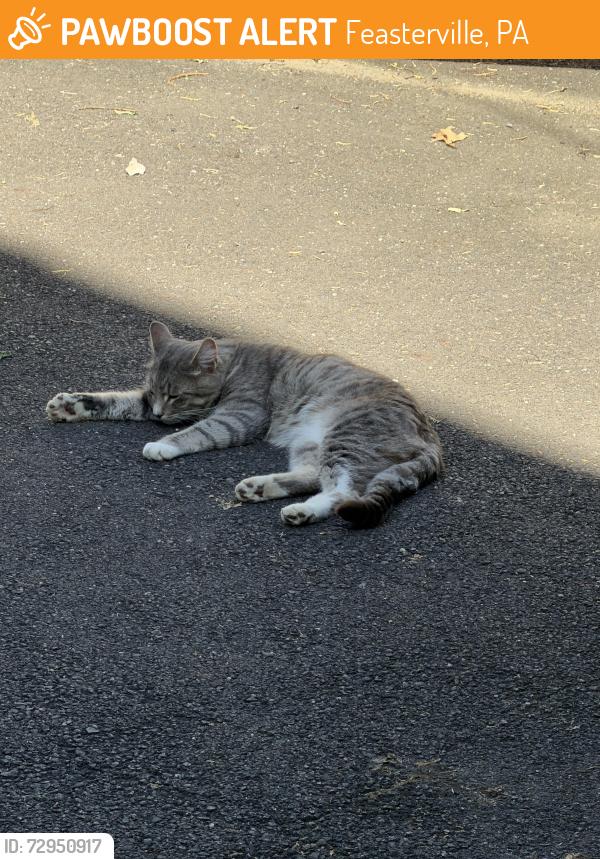 Found/Stray Male Cat last seen Suburban Diner , Feasterville, PA 19053
